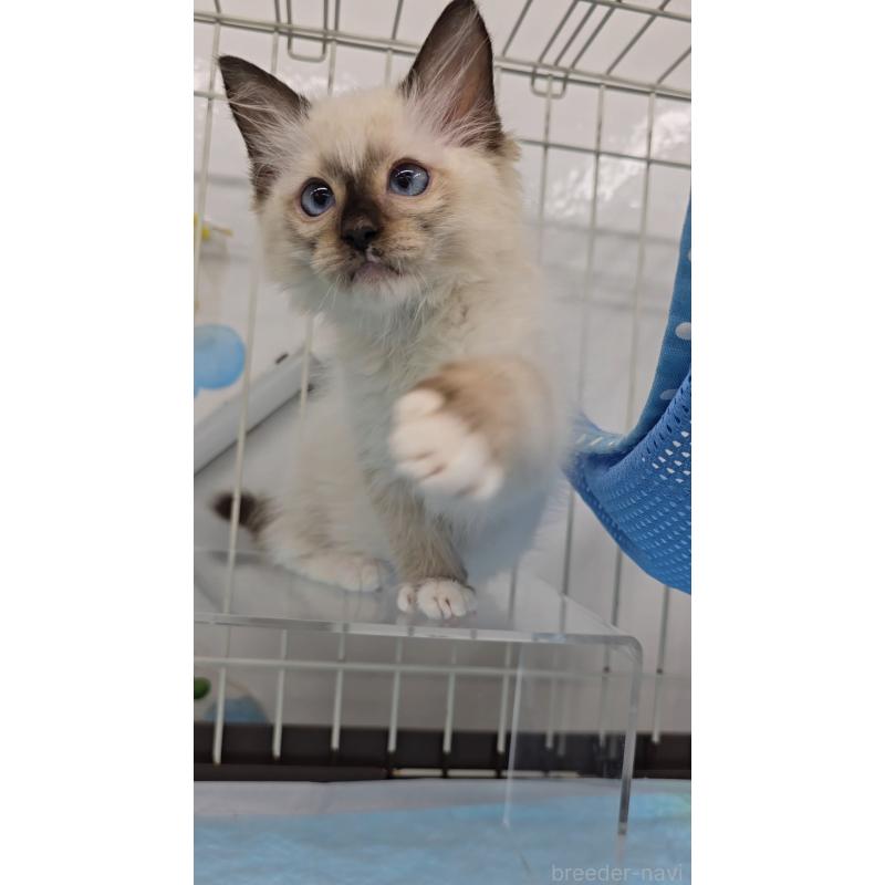 成約済の東京都のラグドール-126498の2枚目