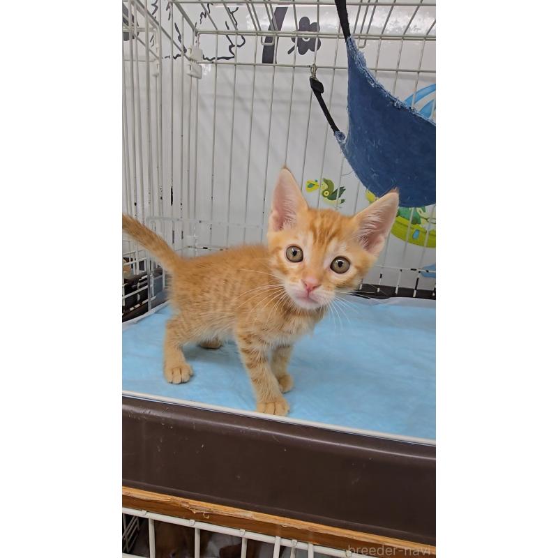 成約済の東京都のマンチカン-126497の3枚目