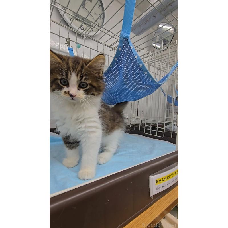 成約済の東京都のノルウェージャンフォレストキャット-126495の2枚目