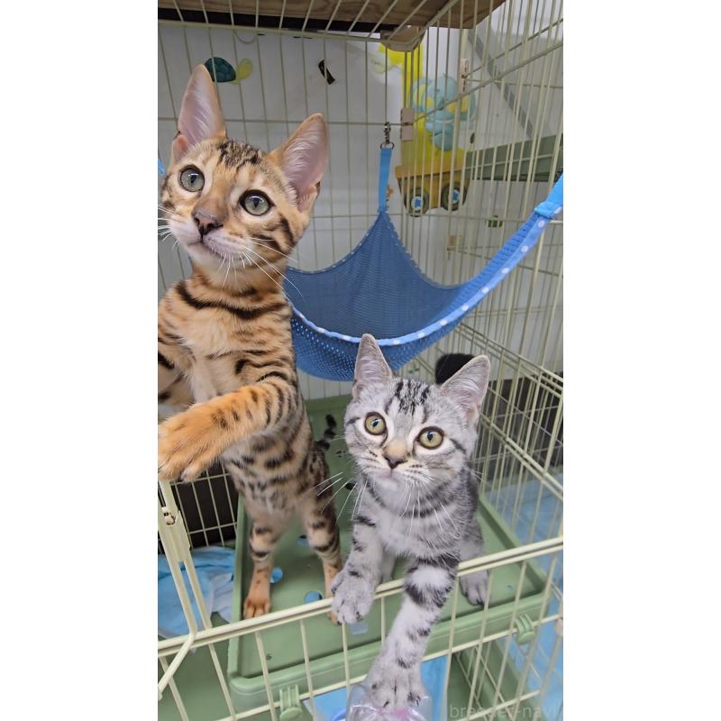 販売中の東京都のベンガル-124100の3枚目