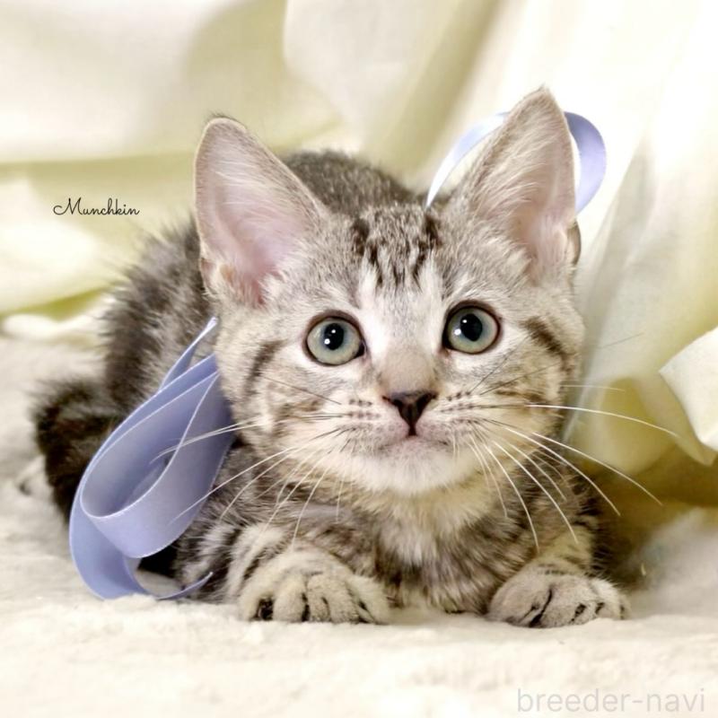 販売中の栃木県のマンチカン-127031の14枚目