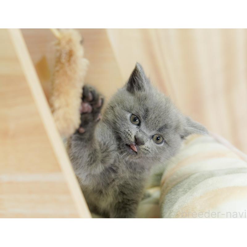 販売中の神奈川県のマンチカン-127048の8枚目
