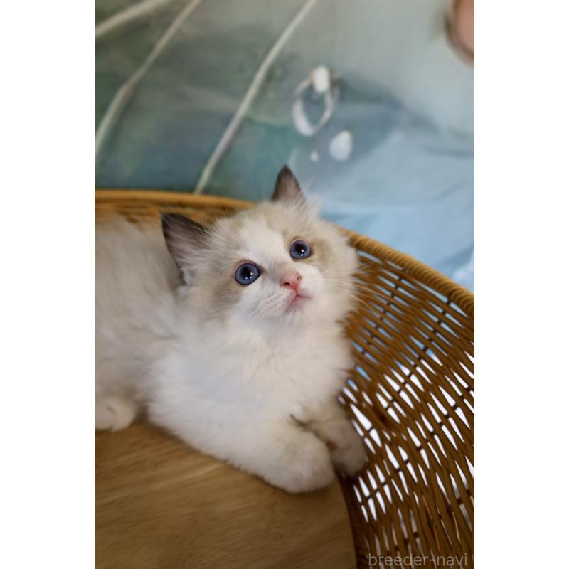 販売中の大阪府のラグドール-127049の6枚目