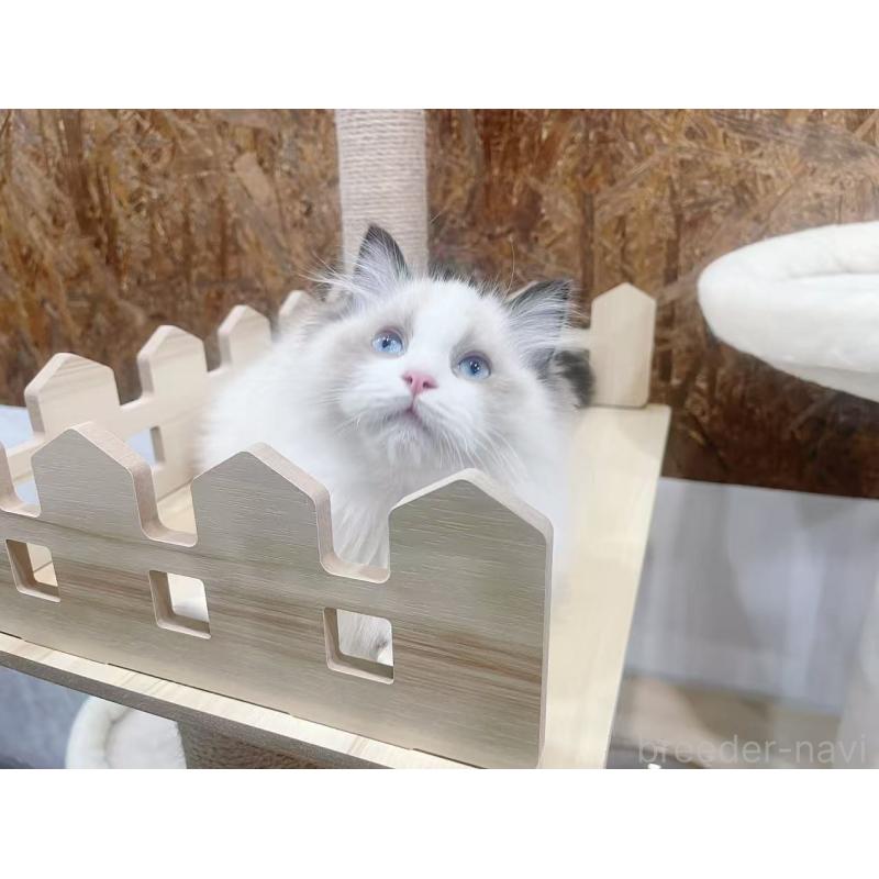 販売中の東京都のラグドール-127050の3枚目
