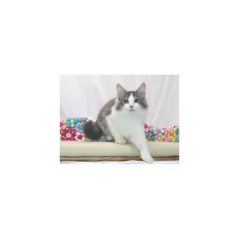 販売中の静岡県のノルウェージャンフォレストキャット-125045の3枚目