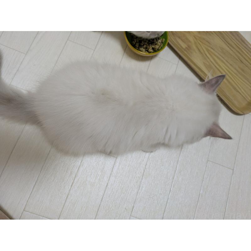 販売中の大阪府のラグドール-123691の5枚目