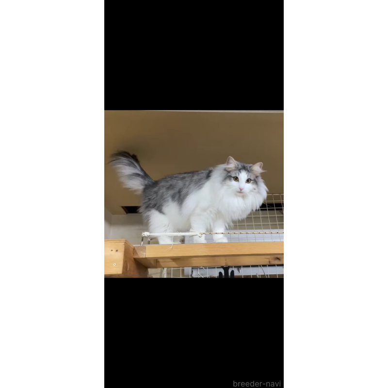 レモンちゃん1枚目