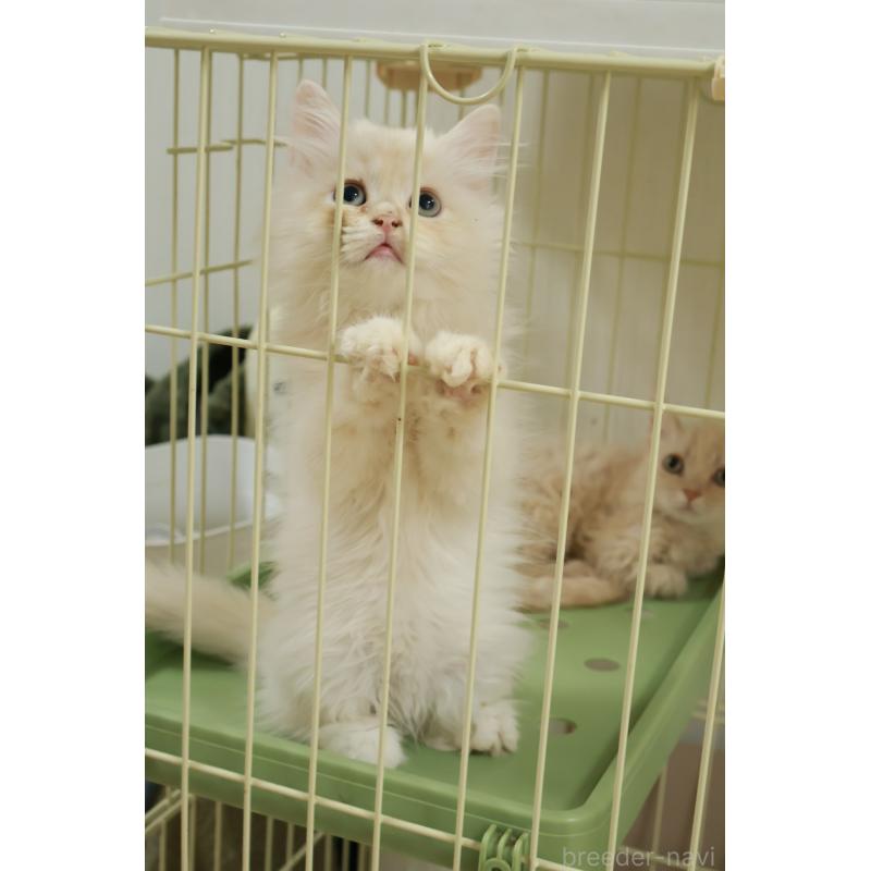 成約済の埼玉県のミヌエット-126557の4枚目