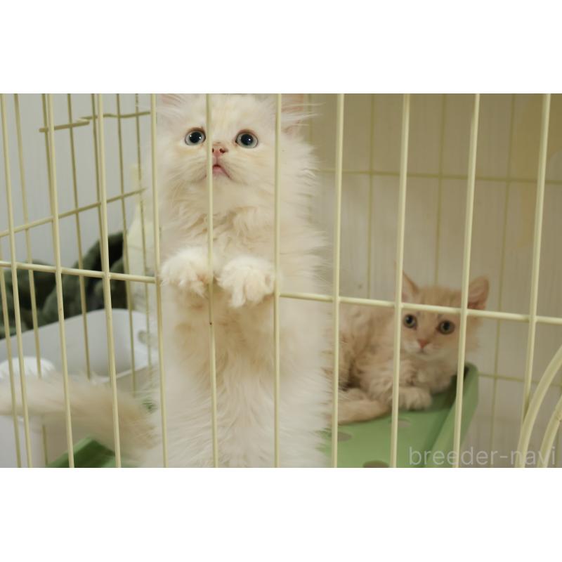 成約済の埼玉県のミヌエット-126557の3枚目