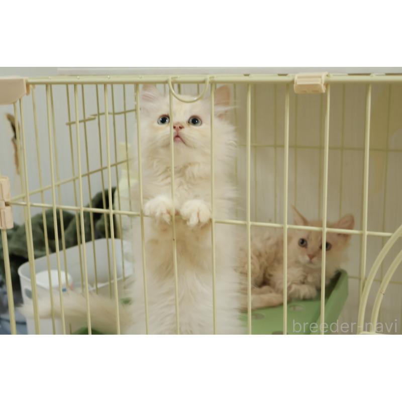 成約済の埼玉県のミヌエット-126557の2枚目