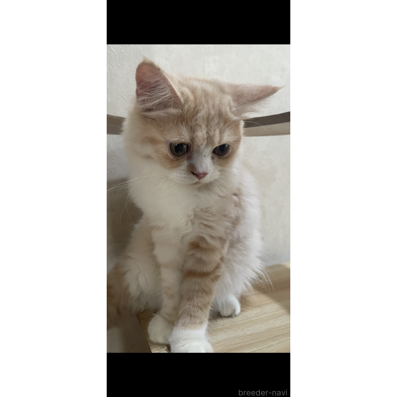 成約済の愛知県のフォールデックス-119914の5枚目