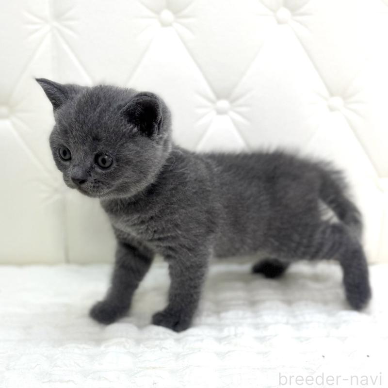 販売中の鹿児島県のブリティッシュショートヘア-126988の14枚目