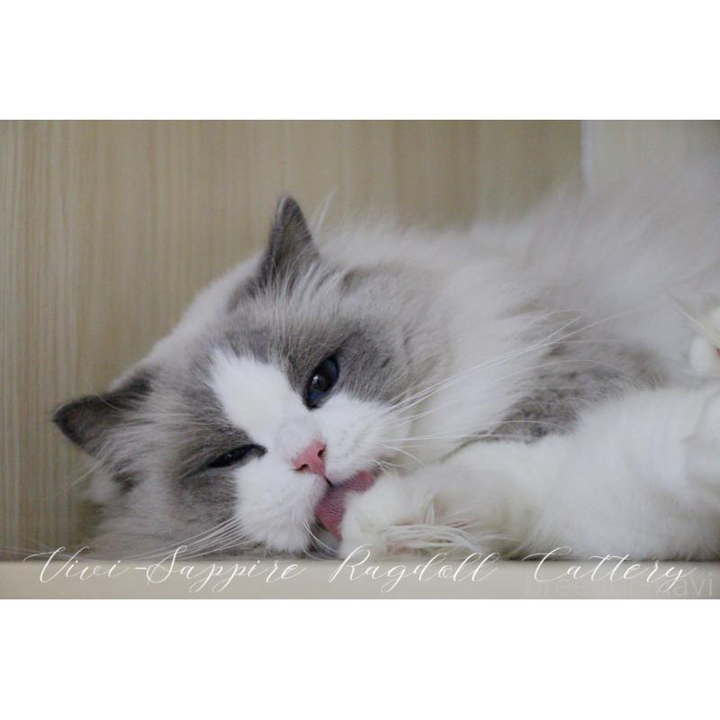 成約済の大阪府のラグドール-127082の3枚目