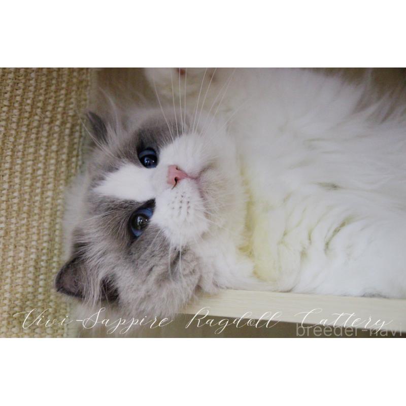 成約済の大阪府のラグドール-127082の2枚目