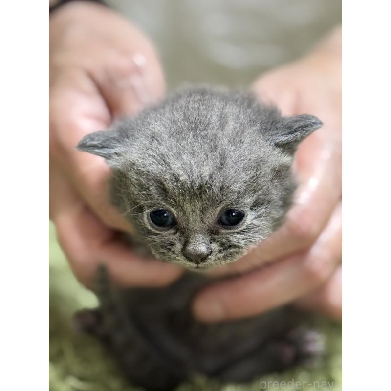 販売中の埼玉県のブリティッシュショートヘア-127083の1枚目