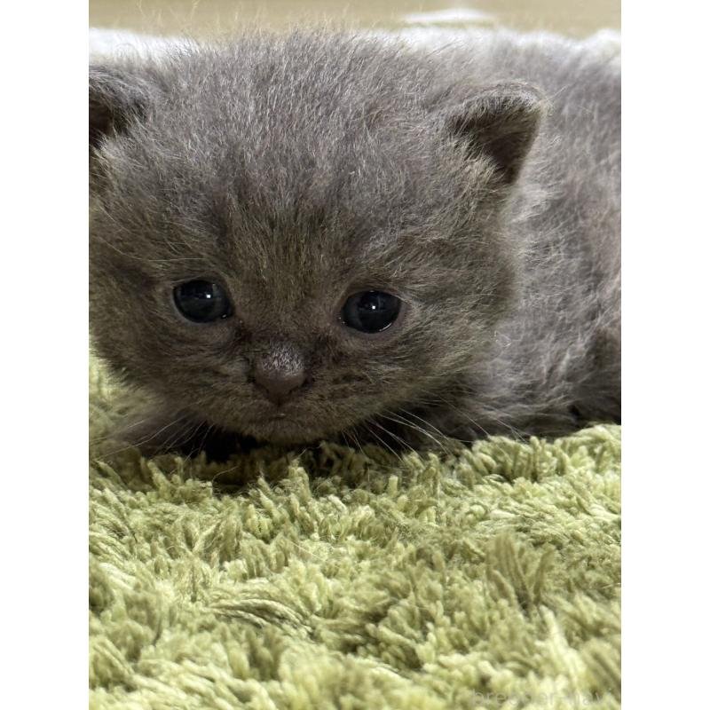 販売中の埼玉県のブリティッシュショートヘア-127084の4枚目