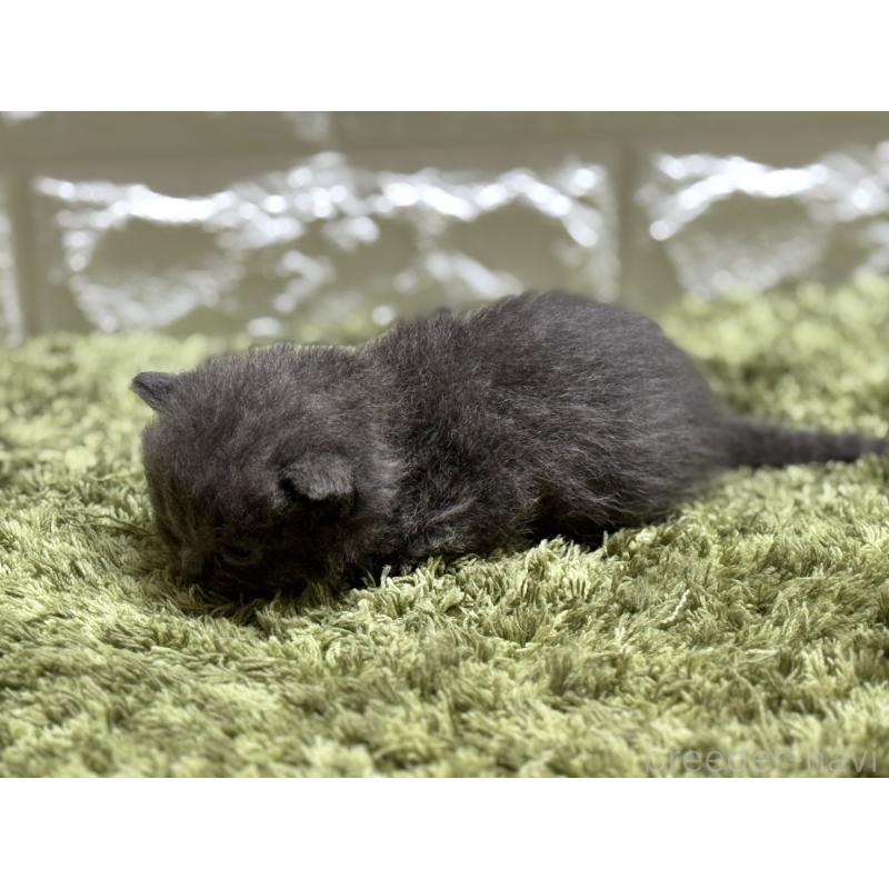 販売中の埼玉県のブリティッシュショートヘア-127085の4枚目