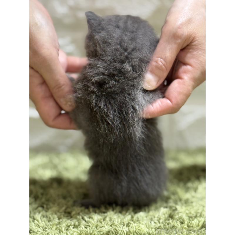 販売中の埼玉県のブリティッシュショートヘア-127085の2枚目