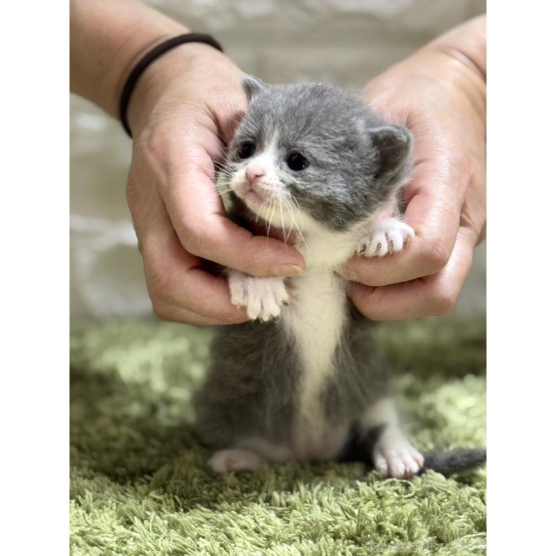 販売中の埼玉県のブリティッシュショートヘア-127086の3枚目