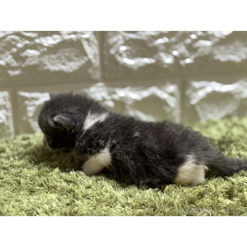 販売中の埼玉県のブリティッシュショートヘア-127087の3枚目