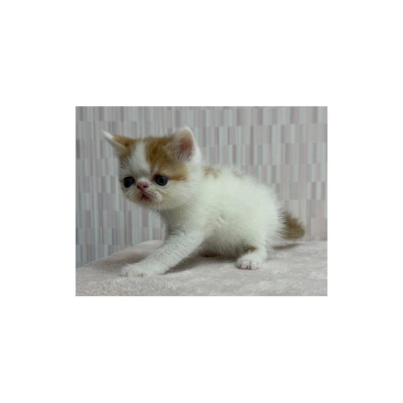 販売中の千葉県のエキゾチックショートヘア-127091の4枚目