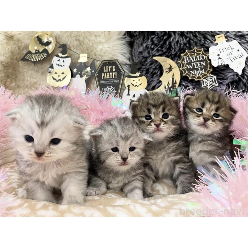 販売中の埼玉県のサイベリアン-127099の4枚目