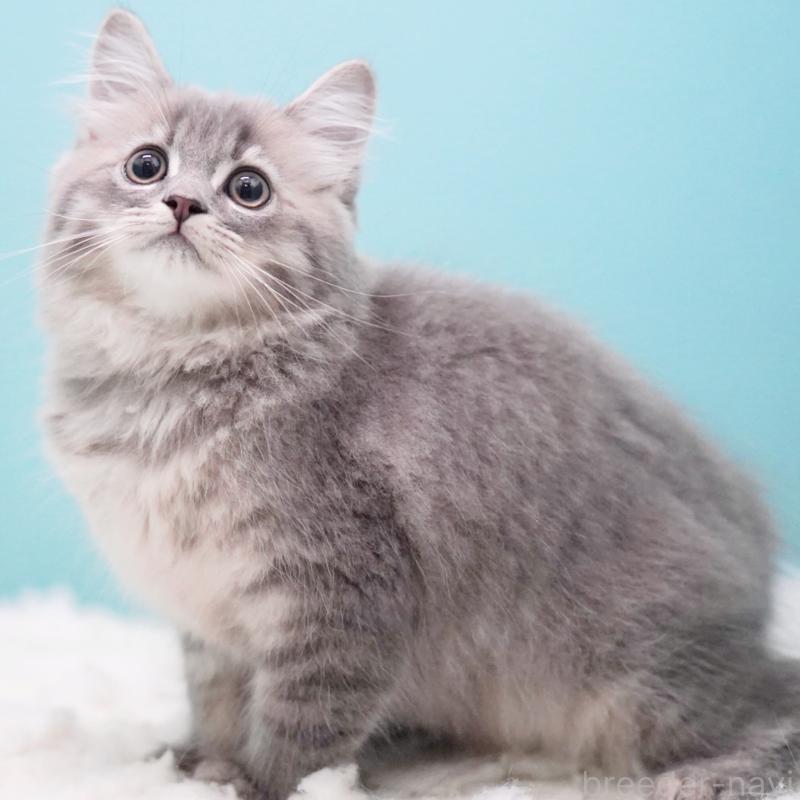 商談中の東京都のサイベリアン-123272の15枚目