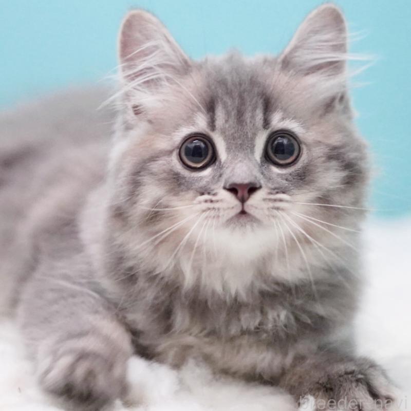 商談中の東京都のサイベリアン-123272の14枚目