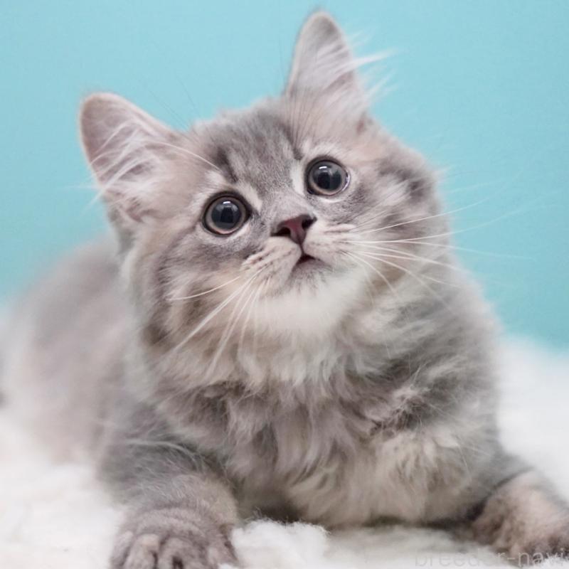 商談中の東京都のサイベリアン-123272の13枚目