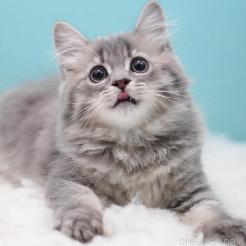 商談中の東京都のサイベリアン-123272の12枚目