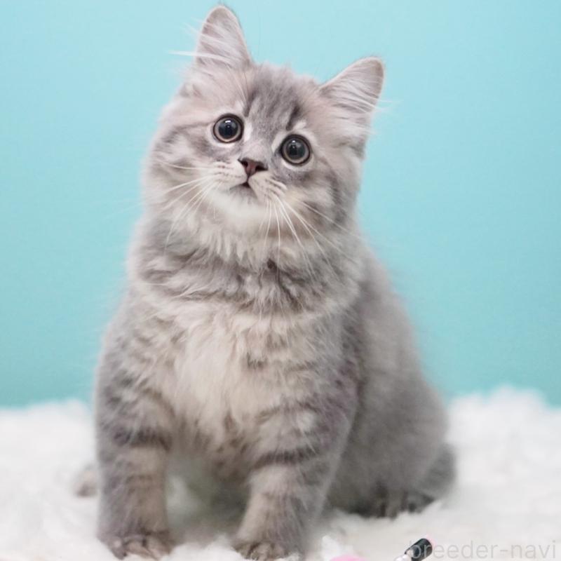 商談中の東京都のサイベリアン-123272の11枚目