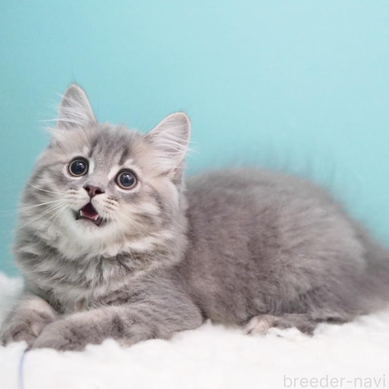 商談中の東京都のサイベリアン-123272の10枚目