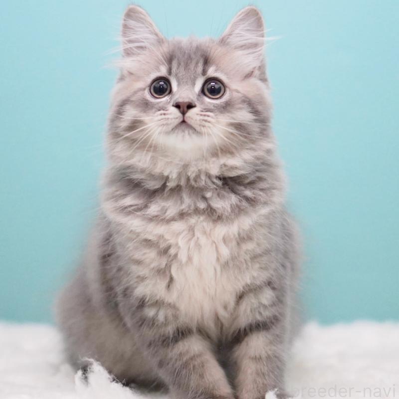 商談中の東京都のサイベリアン-123272の8枚目