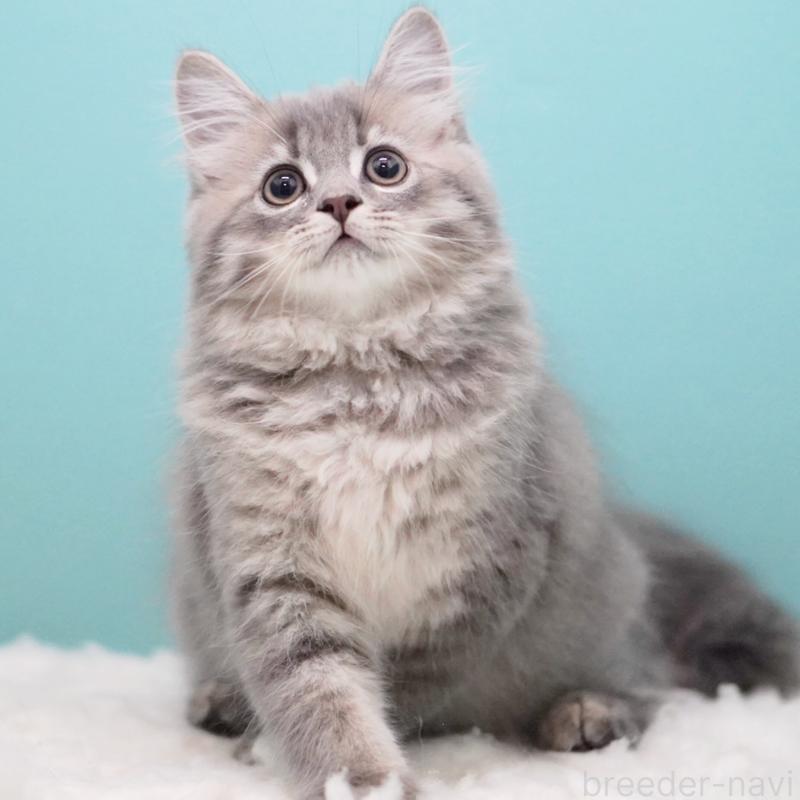 商談中の東京都のサイベリアン-123272の7枚目