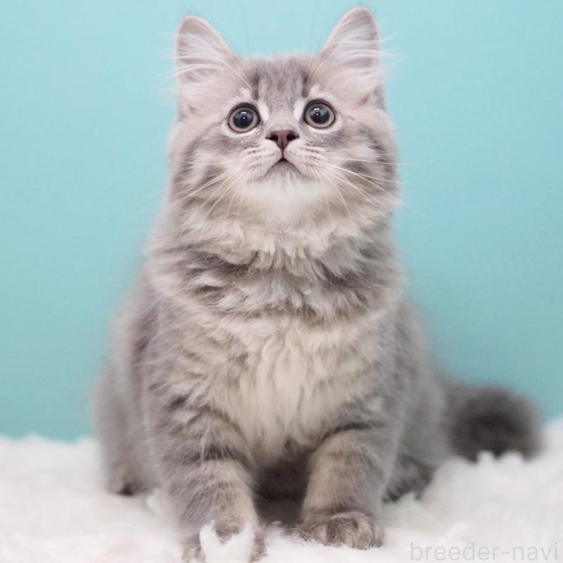 商談中の東京都のサイベリアン-123272の6枚目