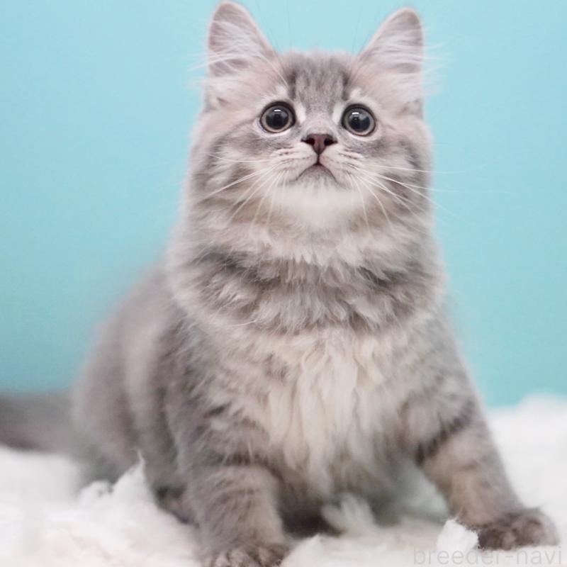 商談中の東京都のサイベリアン-123272の5枚目