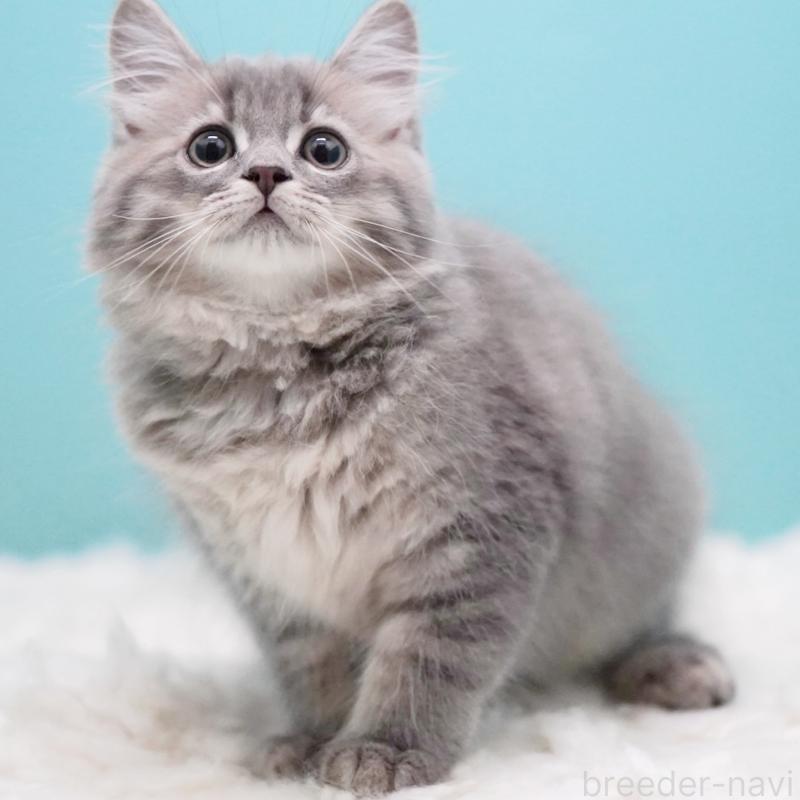 商談中の東京都のサイベリアン-123272の4枚目