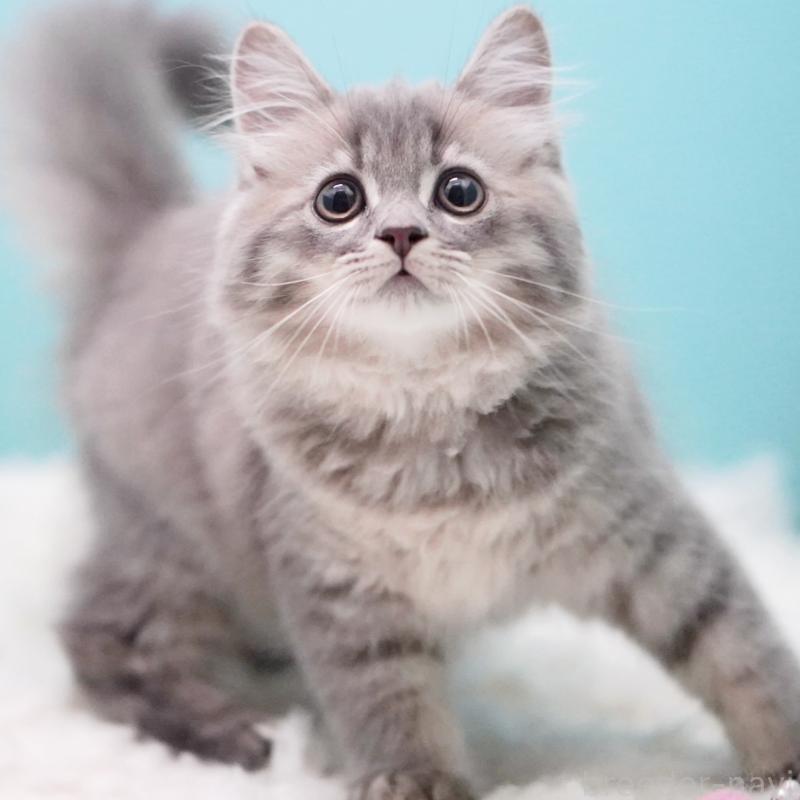 商談中の東京都のサイベリアン-123272の3枚目