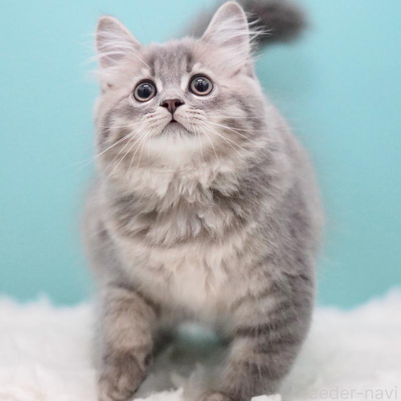 商談中の東京都のサイベリアン-123272の2枚目