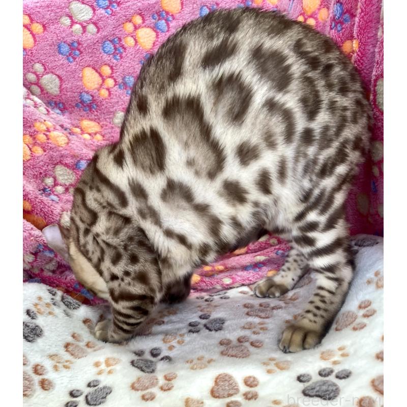 販売中の静岡県のベンガル-112804の4枚目