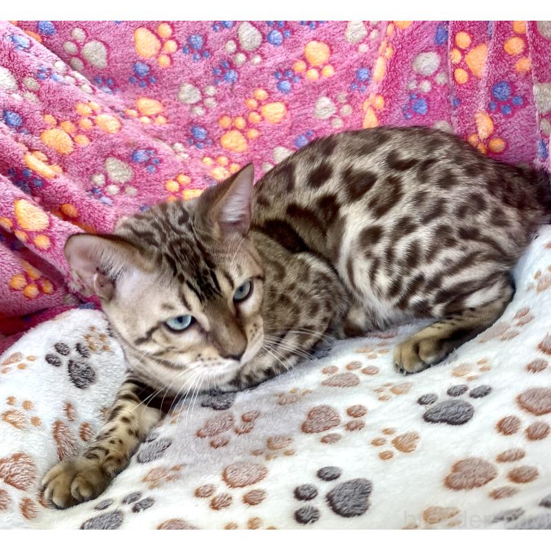 販売中の静岡県のベンガル-112804の2枚目