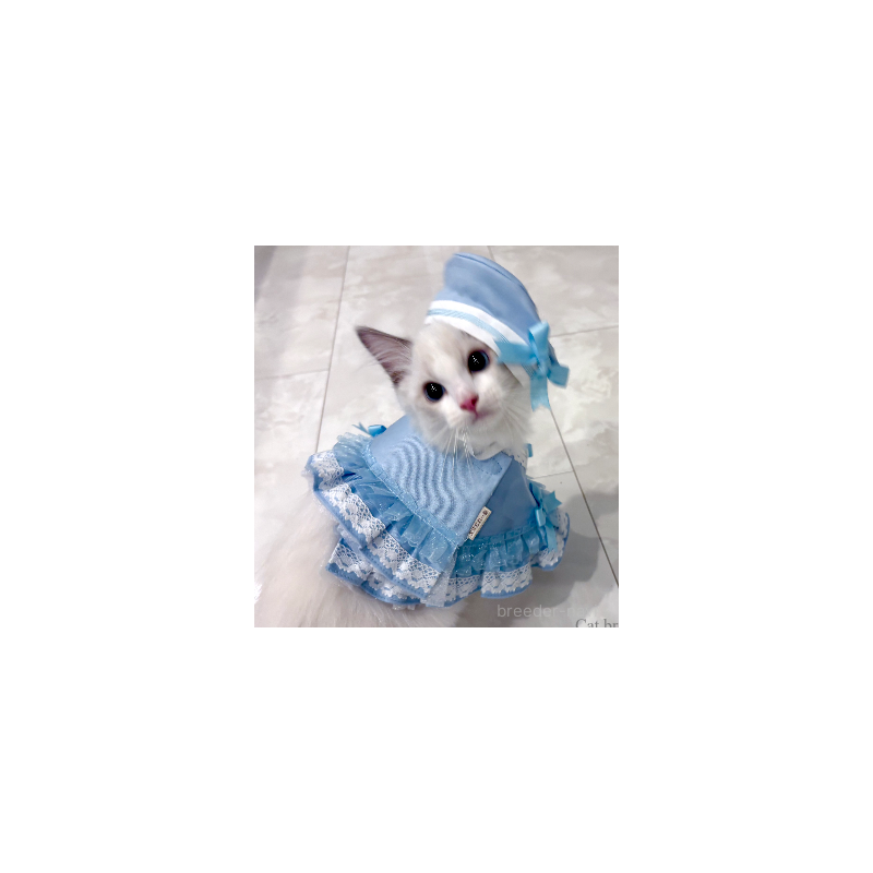 販売中の東京都のラグドール-127116の5枚目