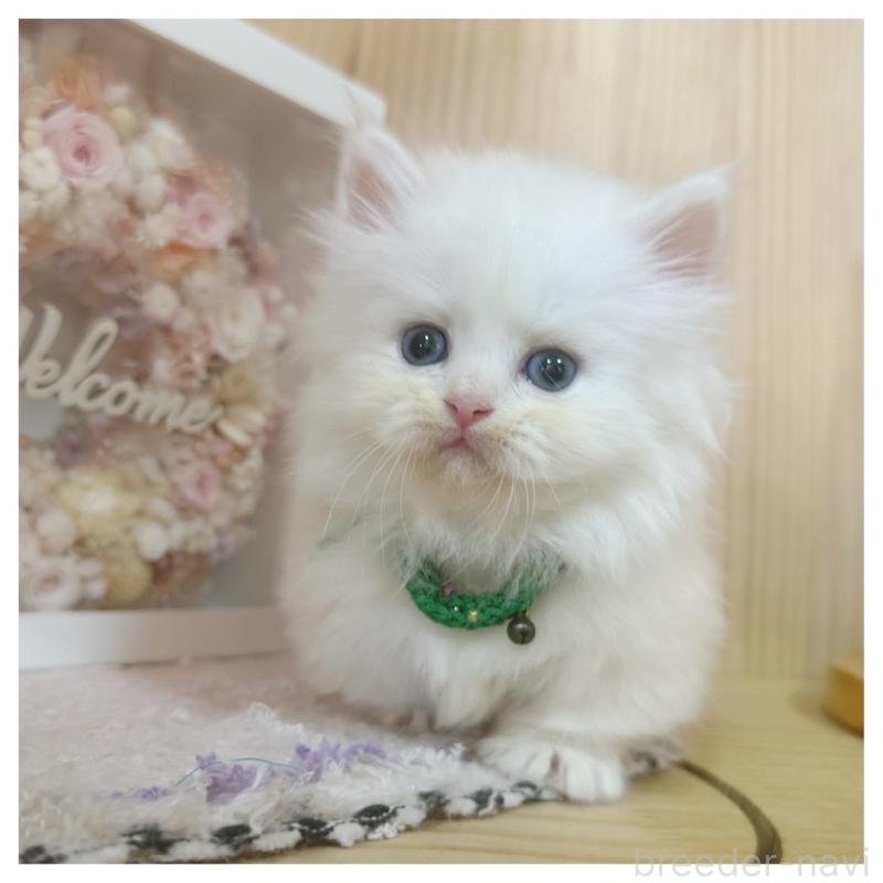 販売中の長野県のミヌエット(短足)-127124の2枚目