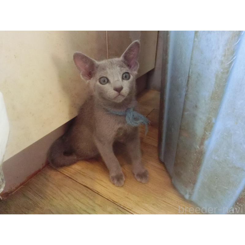 販売中の兵庫県のロシアンブルー-127075の7枚目