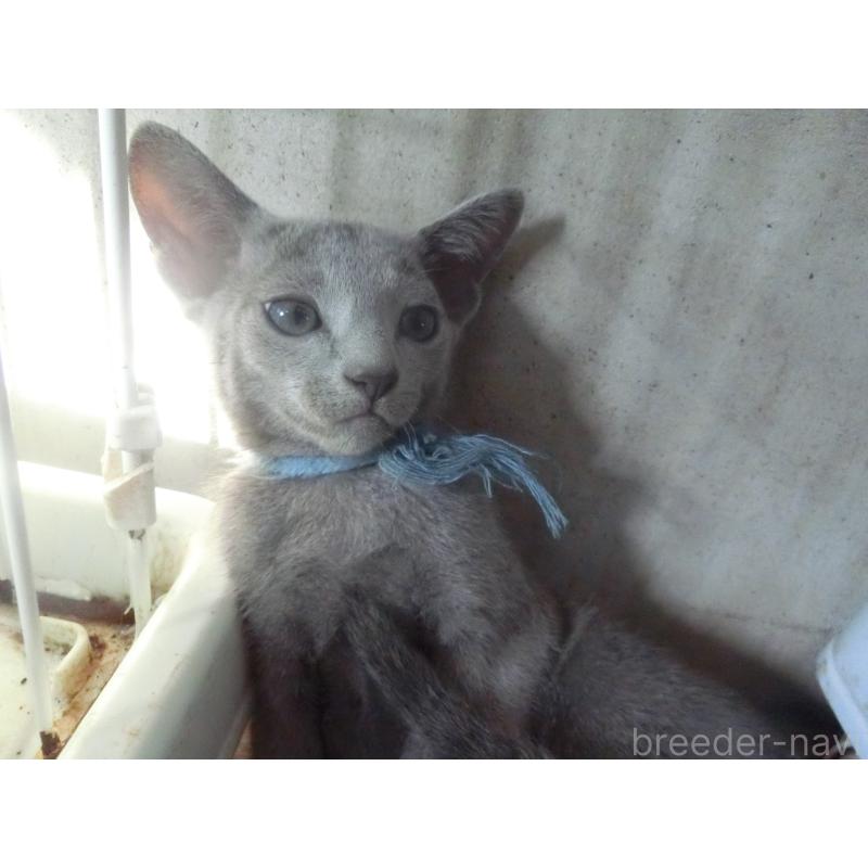 販売中の兵庫県のロシアンブルー-127075の6枚目
