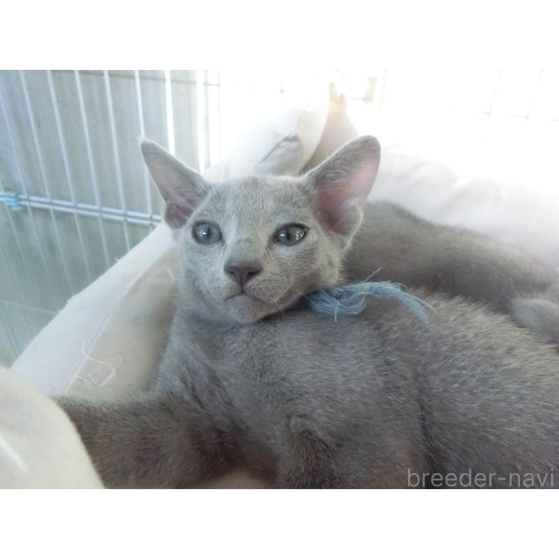 販売中の兵庫県のロシアンブルー-127075の5枚目