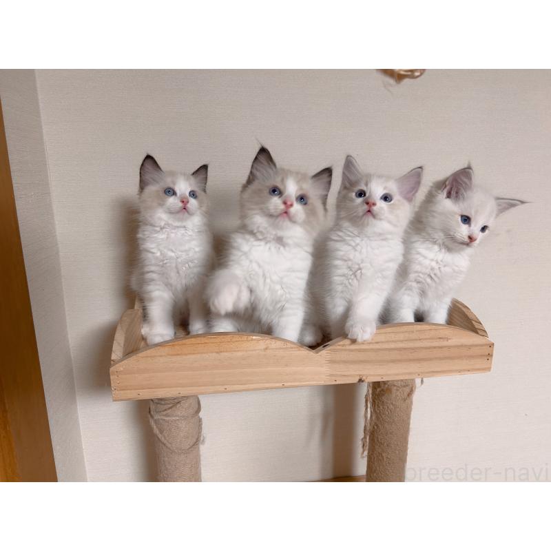 販売中の埼玉県のラグドール-127135の3枚目
