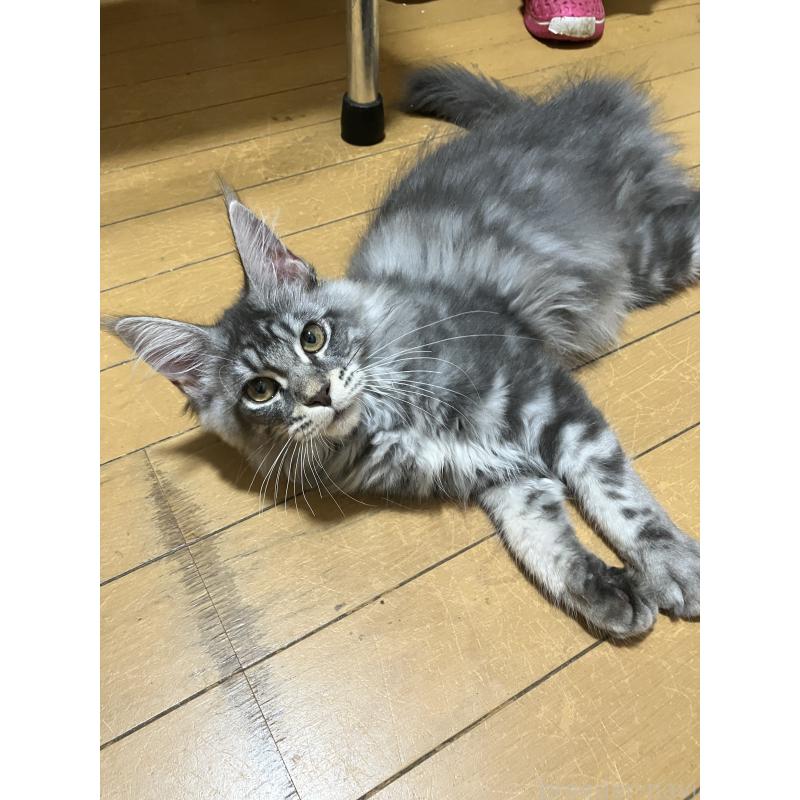 販売中の神奈川県のメインクーン-122063の2枚目