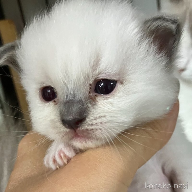 販売中の滋賀県のラグドール-127146