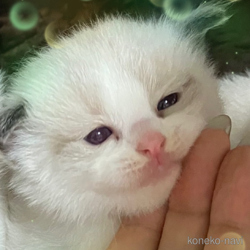 販売中の滋賀県のラグドール-127147の1枚目